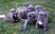 Neapolitan Mastiff Puppies for sale in 58503 Rd 225, North Fork, CA 93643, USA. price: NA