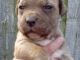 Neapolitan Mastiff Puppies for sale in Pasadena, CA 91101, USA. price: NA