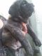 Neapolitan Mastiff Puppies for sale in Lynwood, CA, USA. price: NA