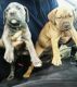Neapolitan Mastiff Puppies for sale in Merrillville, IN, USA. price: NA