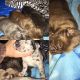 Neapolitan Mastiff Puppies for sale in Spring Valley, WI, USA. price: $1,200
