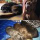 Neapolitan Mastiff Puppies