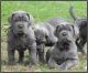 Neapolitan Mastiff Puppies for sale in Allen St, New York, NY 10002, USA. price: NA