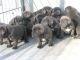 Neapolitan Mastiff Puppies for sale in New York, NY, USA. price: NA