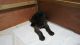 Neapolitan Mastiff Puppies for sale in Los Altos, CA, USA. price: NA