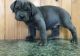 Neapolitan Mastiff Puppies for sale in TX-121, Blue Ridge, TX 75424, USA. price: NA