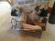 Neapolitan Mastiff Puppies for sale in New York, NY, USA. price: NA