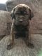 Neapolitan Mastiff Puppies for sale in Manchester, NH, USA. price: NA