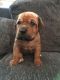 Neapolitan Mastiff Puppies for sale in Newark, NJ 07101, USA. price: NA