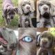 Neapolitan Mastiff Puppies for sale in Spring Valley, WI, USA. price: $2,000