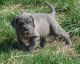 Neapolitan Mastiff Puppies for sale in Maryland Rd, Willow Grove, PA 19090, USA. price: NA