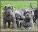 Neapolitan Mastiff Puppies for sale in New York, IA 50238, USA. price: NA