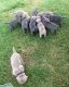 Neapolitan Mastiff Puppies for sale in Calhoun Rd, Houston, TX, USA. price: $700