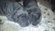 Neapolitan Mastiff Puppies for sale in Petersburg, PA, USA. price: NA