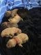 Neapolitan Mastiff Puppies for sale in Lansing, MI, USA. price: NA