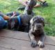 Neapolitan Mastiff Puppies for sale in Massachusetts Ave NE, Washington, DC, USA. price: NA