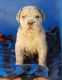 Neapolitan Mastiff Puppies for sale in Litchfield, MN 55355, USA. price: $2,500