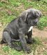 Neapolitan Mastiff Puppies for sale in Calabasas, CA, USA. price: $500