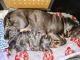Neapolitan Mastiff Puppies for sale in Pittsburgh, PA, USA. price: NA