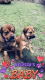 Neapolitan Mastiff Puppies