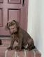 Neapolitan Mastiff Puppies for sale in Bellflower, CA 90706, USA. price: $1,600