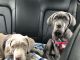 Neapolitan Mastiff Puppies for sale in 216 W Ingram Ct, Norfolk, VA 23505, USA. price: NA