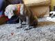 Neapolitan Mastiff Puppies for sale in Tinton Falls, NJ 07724, USA. price: NA