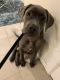 Neapolitan Mastiff Puppies for sale in South Ozone Park, Queens, NY, USA. price: NA