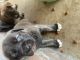 Neapolitan Mastiff Puppies for sale in Jacksonville, AR, USA. price: NA