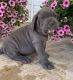 Neapolitan Mastiff Puppies for sale in Helena, MT, USA. price: $600