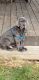 Neapolitan Mastiff Puppies for sale in Mingo Junction, OH 43938, USA. price: $2,500
