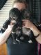 Neapolitan Mastiff Puppies for sale in Eufaula, OK 74432, USA. price: $2,500