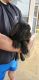 Neapolitan Mastiff Puppies for sale in Eufaula, OK 74432, USA. price: NA