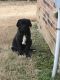 Neapolitan Mastiff Puppies for sale in Little Rock, AR, USA. price: NA