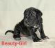 Neapolitan Mastiff Puppies for sale in Bellflower, CA 90706, USA. price: $3,000