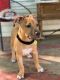 Neapolitan Mastiff Puppies for sale in Greenville, SC 29611, USA. price: NA