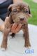 Neapolitan Mastiff Puppies for sale in Sterling, CO 80751, USA. price: $1,500