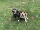 Neapolitan Mastiff Puppies for sale in Brighton, MI 48116, USA. price: $500