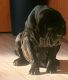 Neapolitan Mastiff Puppies for sale in Memphis, TN, USA. price: NA