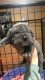 Neapolitan Mastiff Puppies for sale in Belle Chasse, LA, USA. price: $3,500