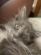 Nebelung Cats for sale in Macon, GA, USA. price: $150