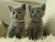 Nebelung Cats for sale in Honolulu, HI, USA. price: NA