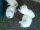 Nebelung Cats for sale in Long Beach, MS 39560, USA. price: NA