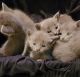 Nebelung Cats for sale in Fayetteville, NC 28312, USA. price: NA