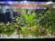 Neon Tetra Fishes for sale in Centreville, VA 20121, USA. price: $199