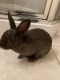 Netherland Dwarf rabbit Rabbits for sale in Houston, TX, USA. price: $20