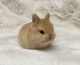 Netherland Dwarf rabbit Rabbits for sale in San Carlos, CA, USA. price: NA