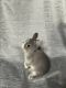 Netherland Dwarf rabbit Rabbits for sale in El Cajon, CA, USA. price: NA