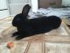 Netherland Dwarf rabbit Rabbits for sale in New Holland, PA 17557, USA. price: $45
