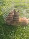Netherland Dwarf rabbit Rabbits for sale in Oxford Charter Township, MI, USA. price: NA